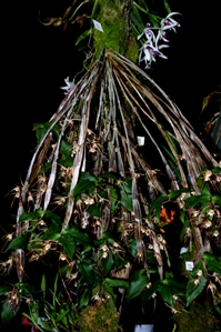 Dendrobium tetragonum Mabela CCM/AOS 86 pts.